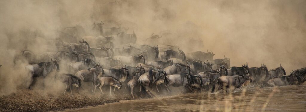 Masai Mara Conservancies Explained: Which One Is Right for You?