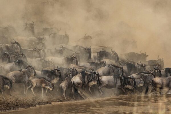 masai mara conservancies, masai mara safari - the great wildebeest migration