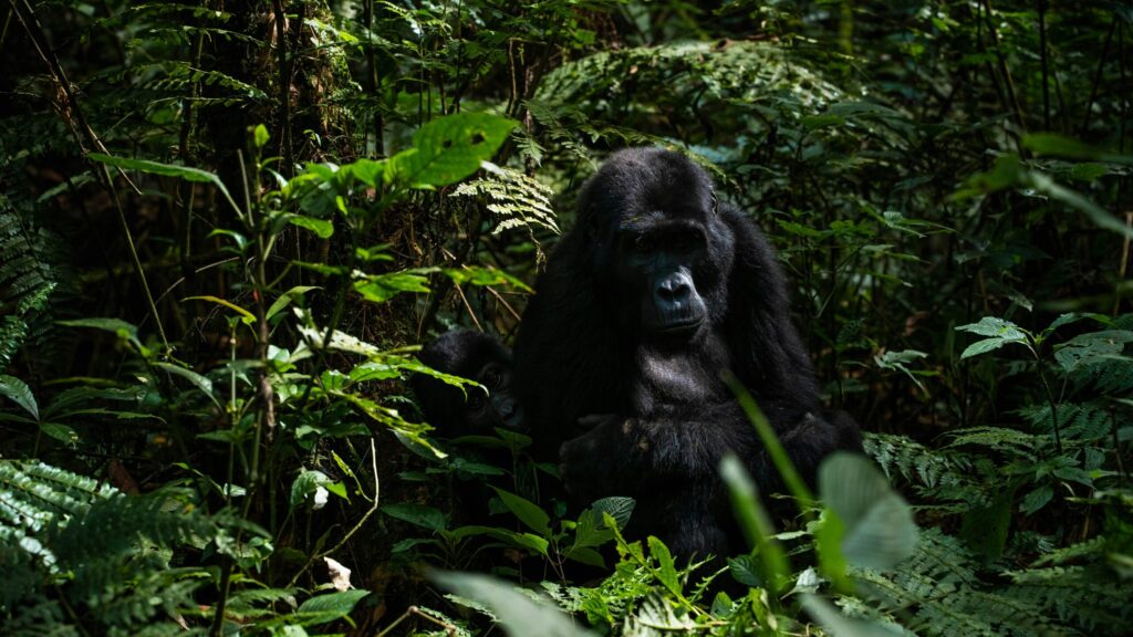 Gorilla Trekking Permit Cost & Booking Guide for Uganda & Rwanda in 2026