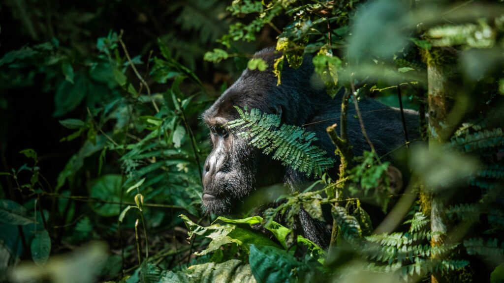 gorilla trekking permit cost bwindi uganda