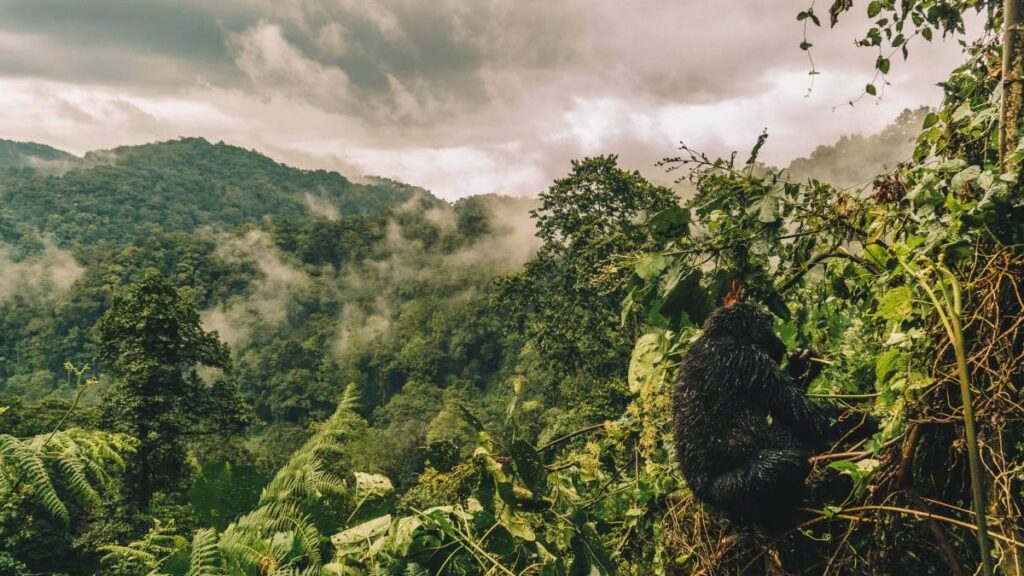 gorilla trekking safari