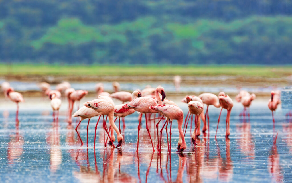 Flamingos at Lake Nakuru National Park on a book a seat safari Kenya