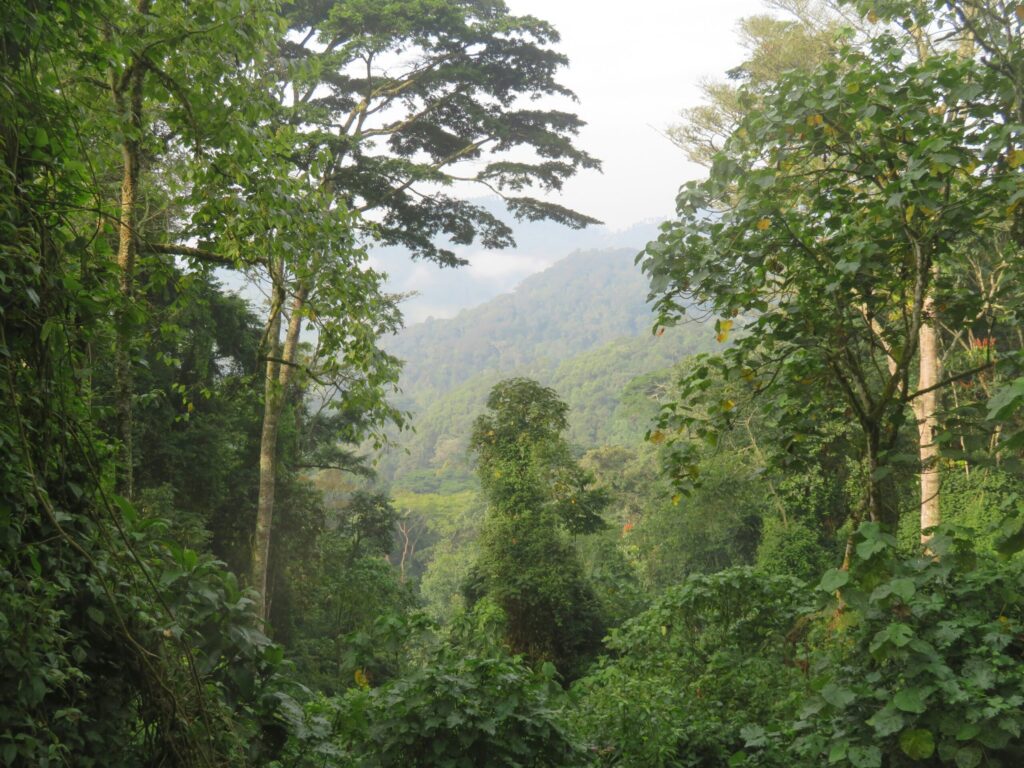 bwindi buhoma gorilla trek, UWA