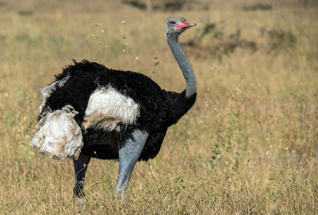 samburu special five safari