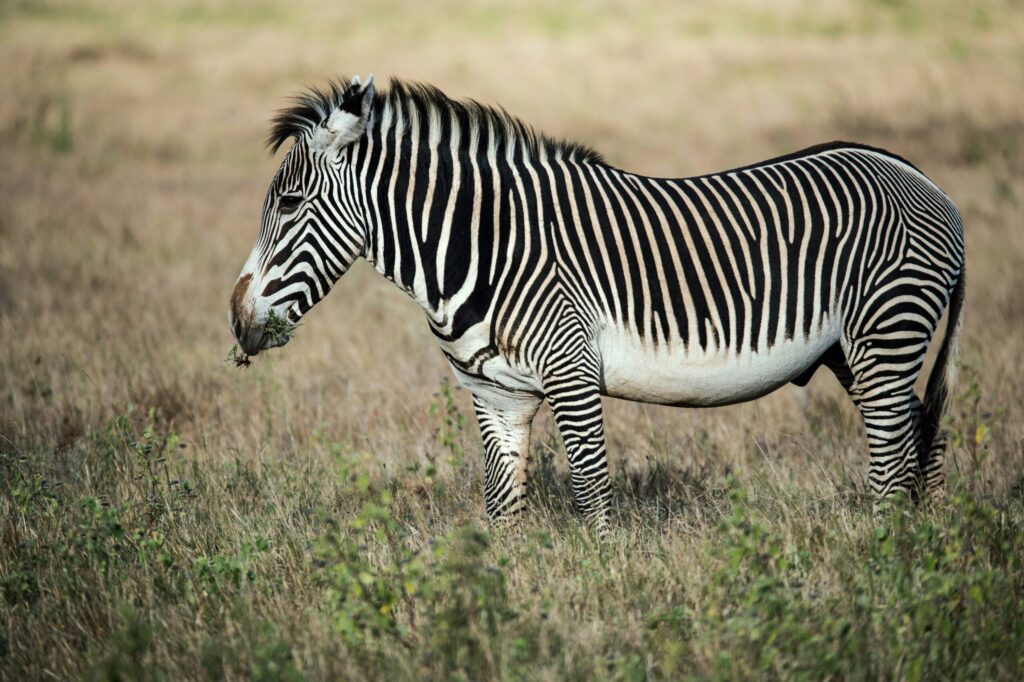 the grevy's zebra, one of samburu special five