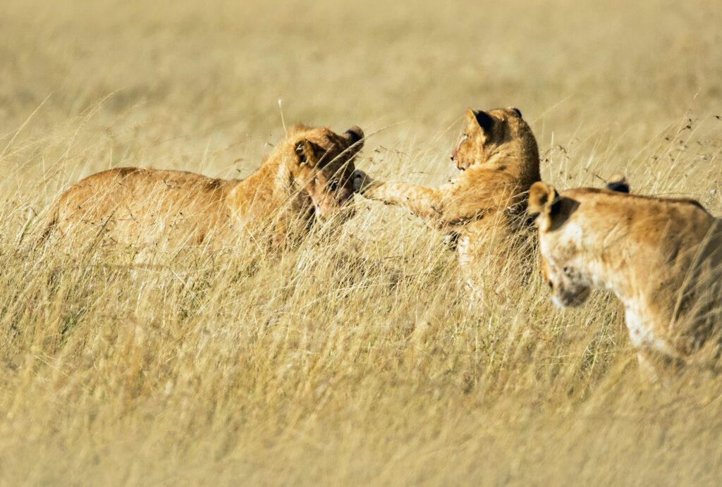 masai mara safari