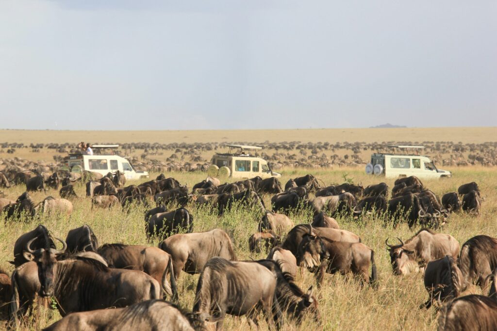 serengeti safari, tanzania safari