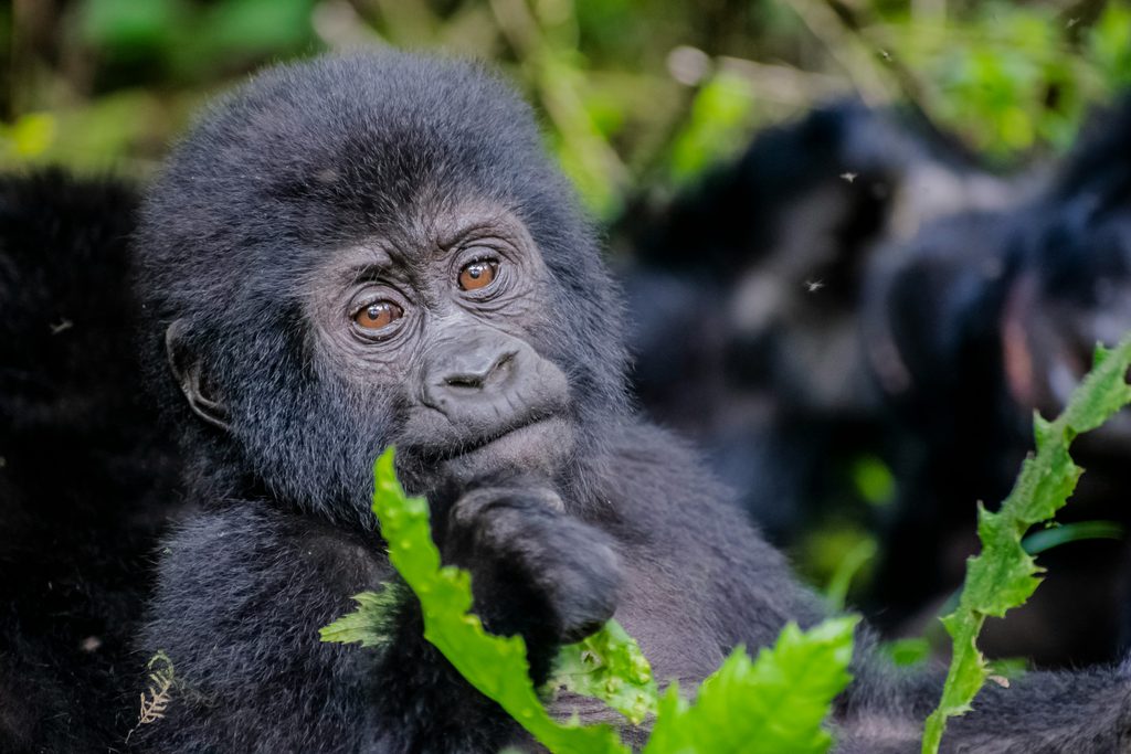 gorilla habituation experience