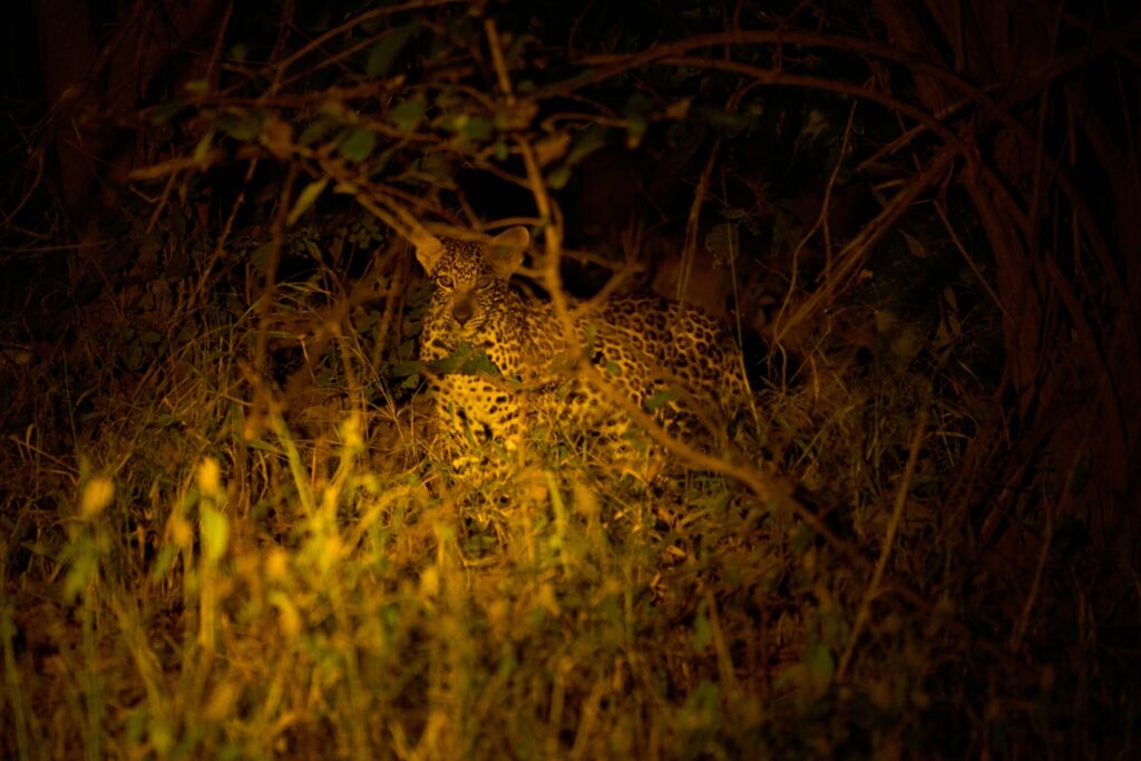 night game drive kenya