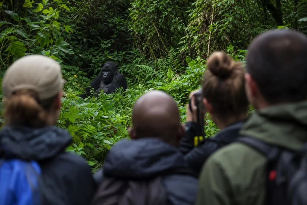 bwindi impenetrable national park gorilla trekking