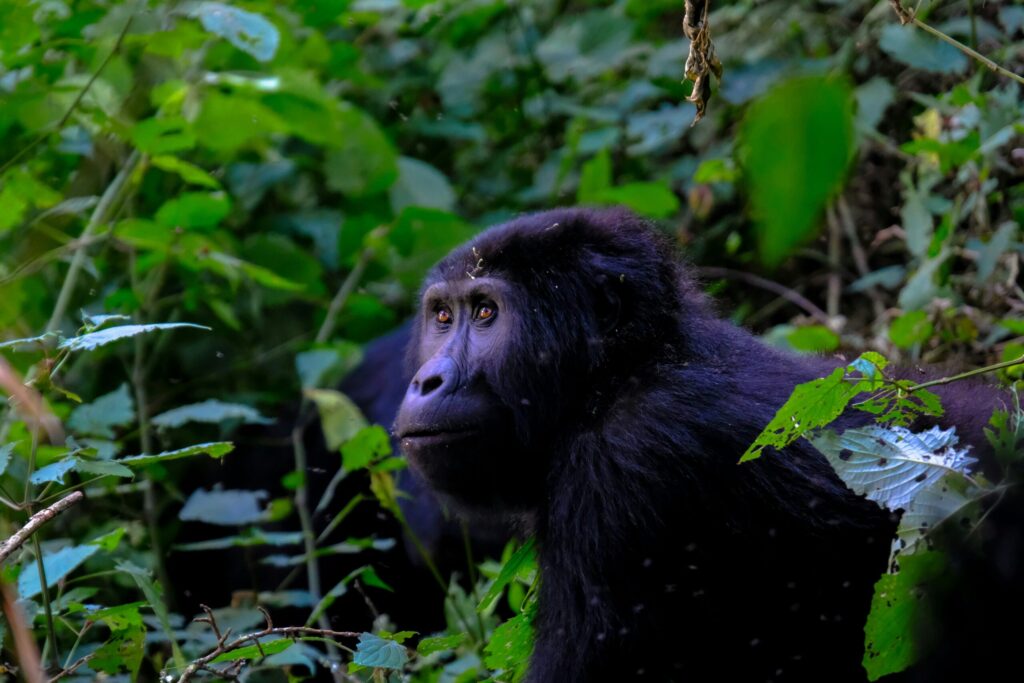 Uganda Gorilla permit price 2026