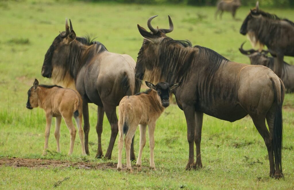 serengeti vs masai mara