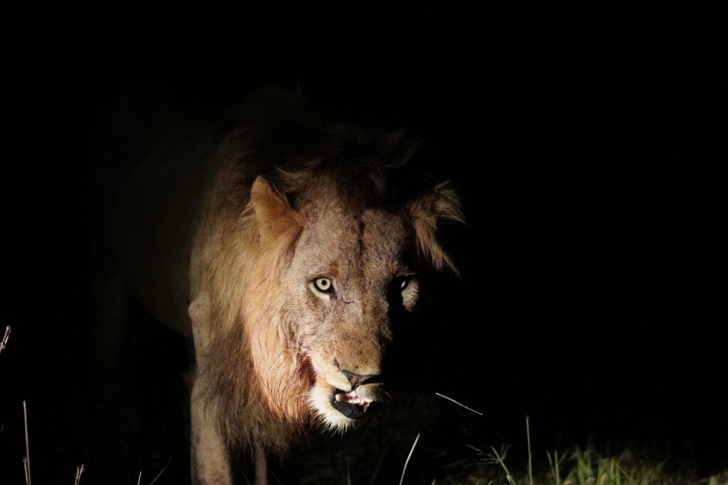 Nairobi National Park night game drive