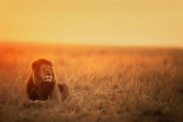 masai mara vs serengeti