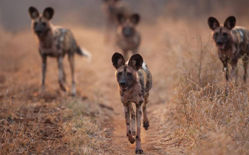 laikipia conservancy safari