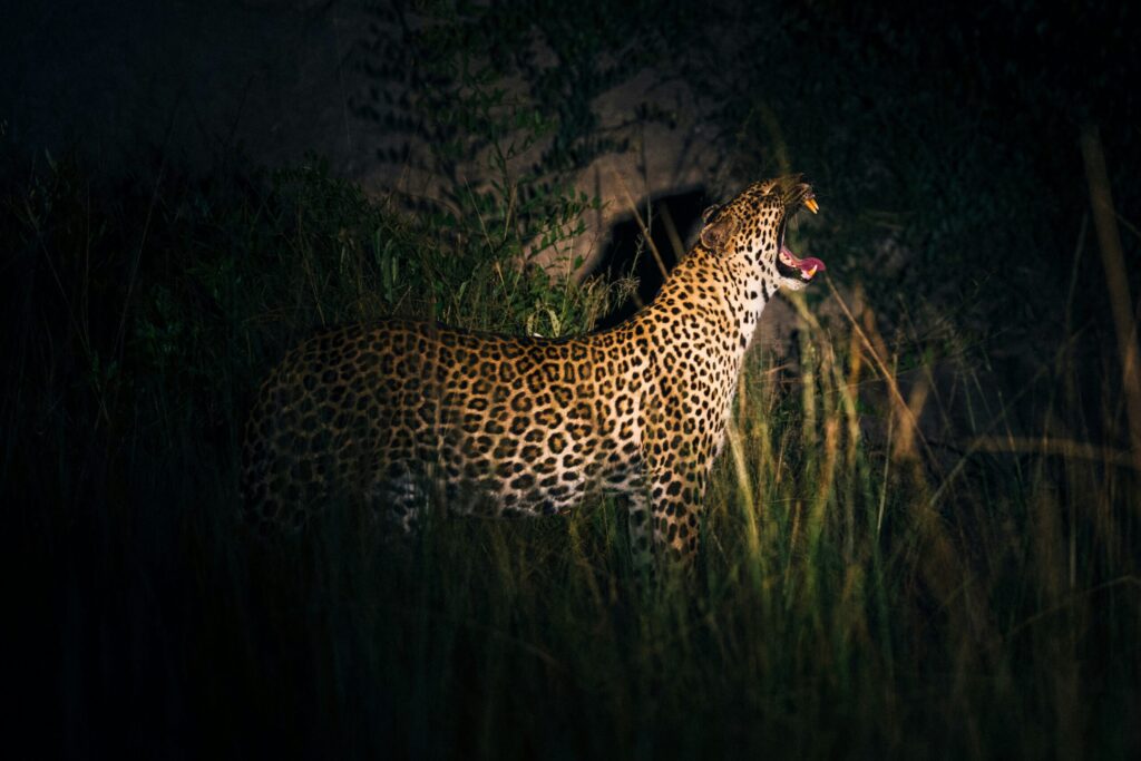 masai mara night game drive