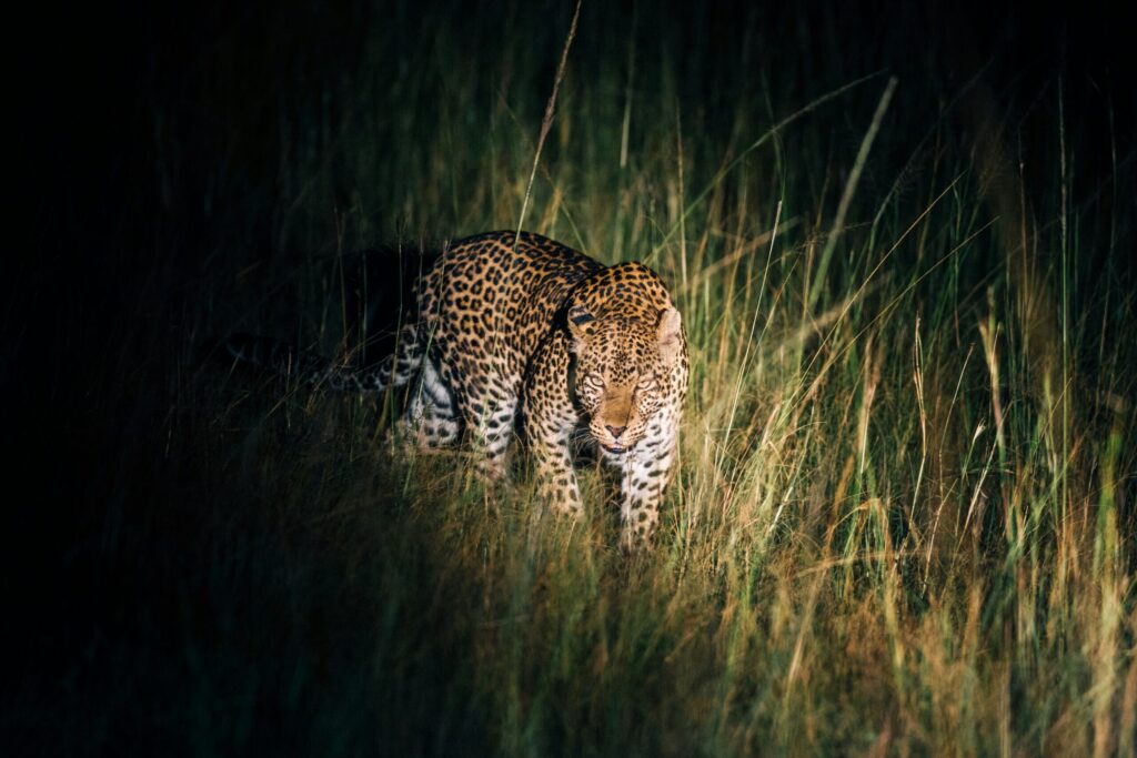 Night Game Drives in Kenya: Where They’re Allowed and What You’ll See