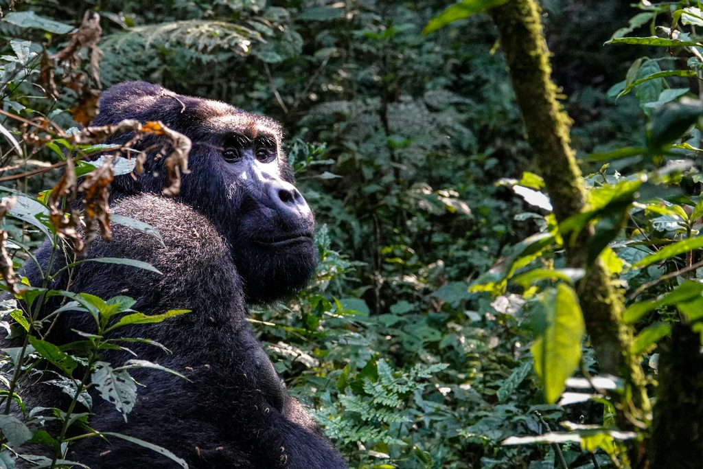 bwindi gorilla permit