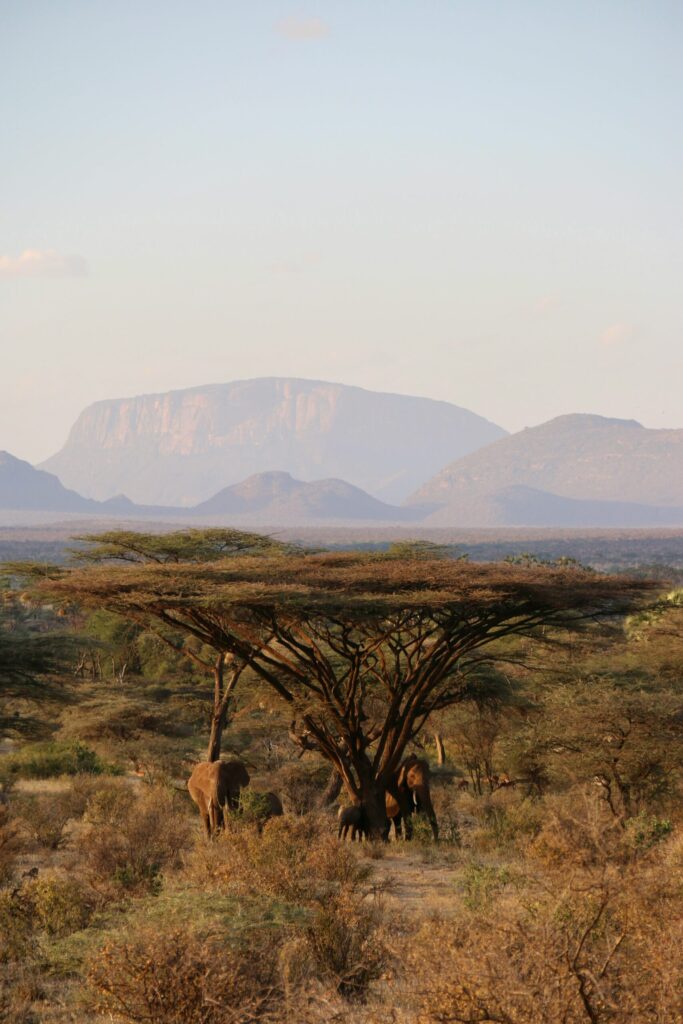 samburu safari