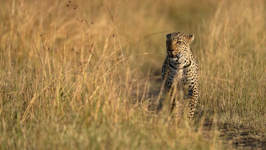 Samburu vs Masai Mara: Which Safari Is Better for You?