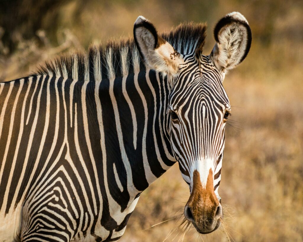 samburu special five