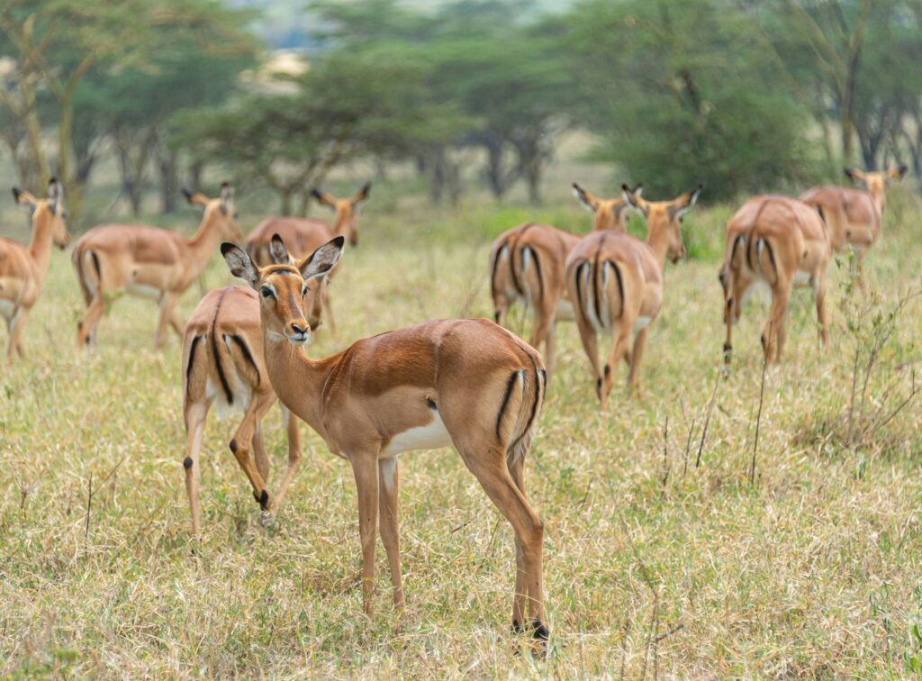 samburu safari