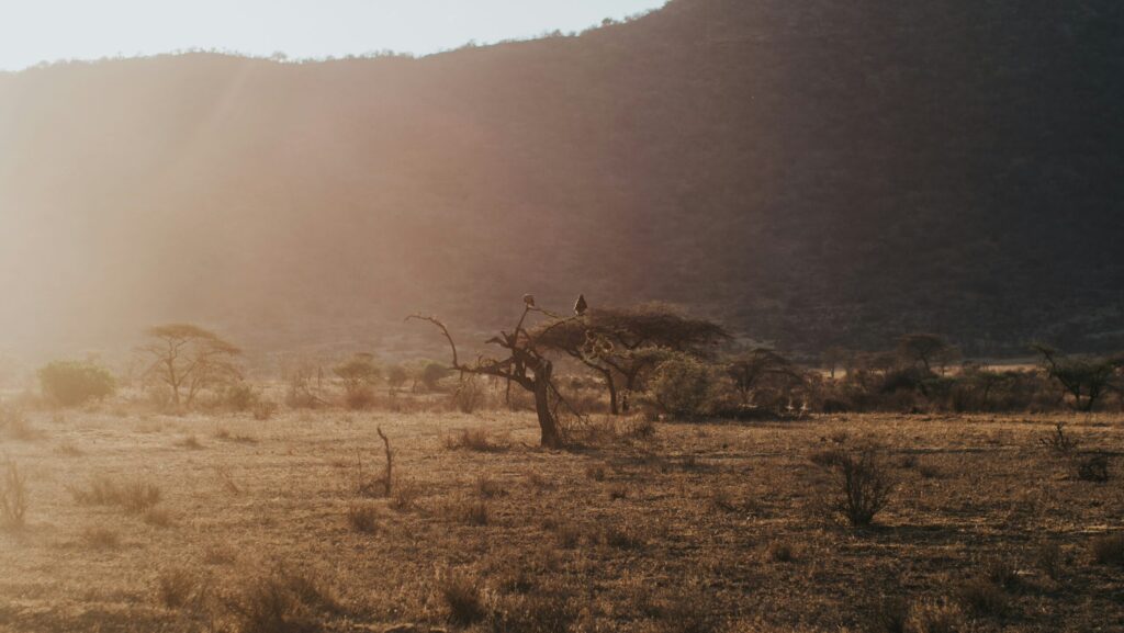samburu national reserve safari