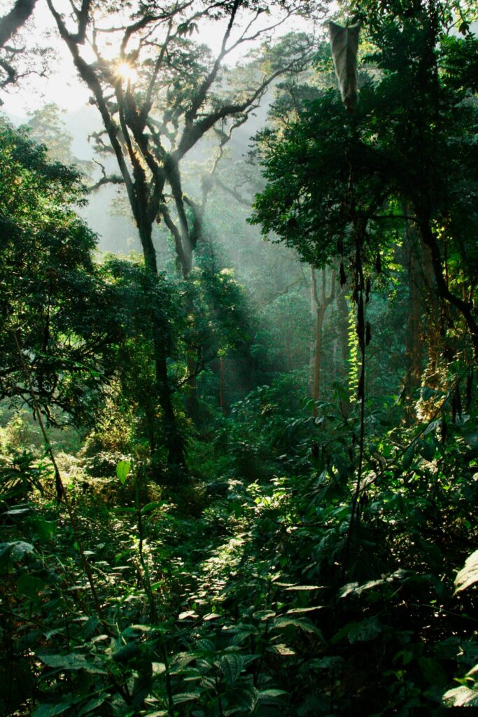 Bwindi Impenetrable National Park