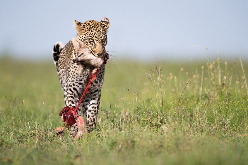 7 day women only safari Kenya