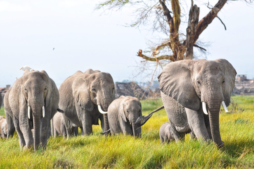 Kenya family safari cost for four