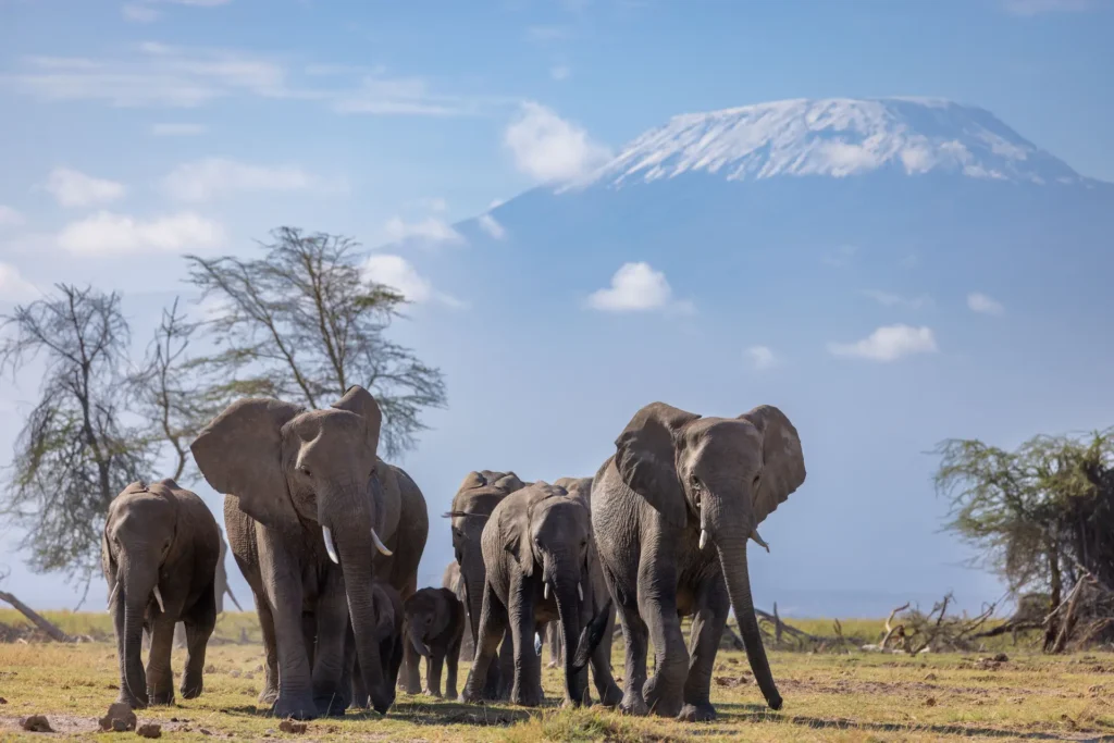 solo safari Kenya cost