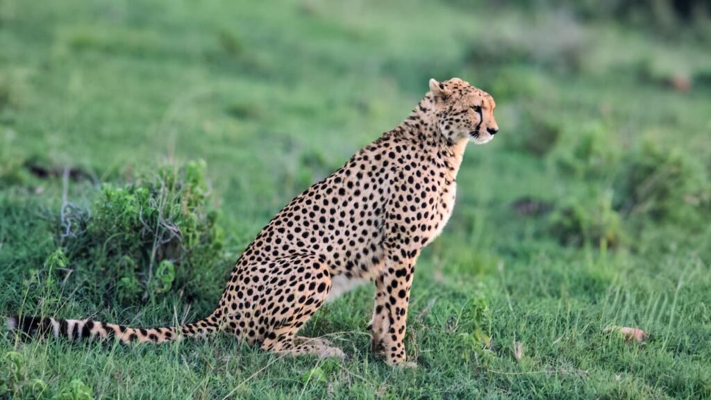 family safari Kenya with a beach