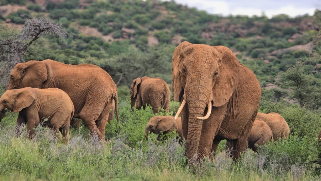 Kenya luxury family safaris