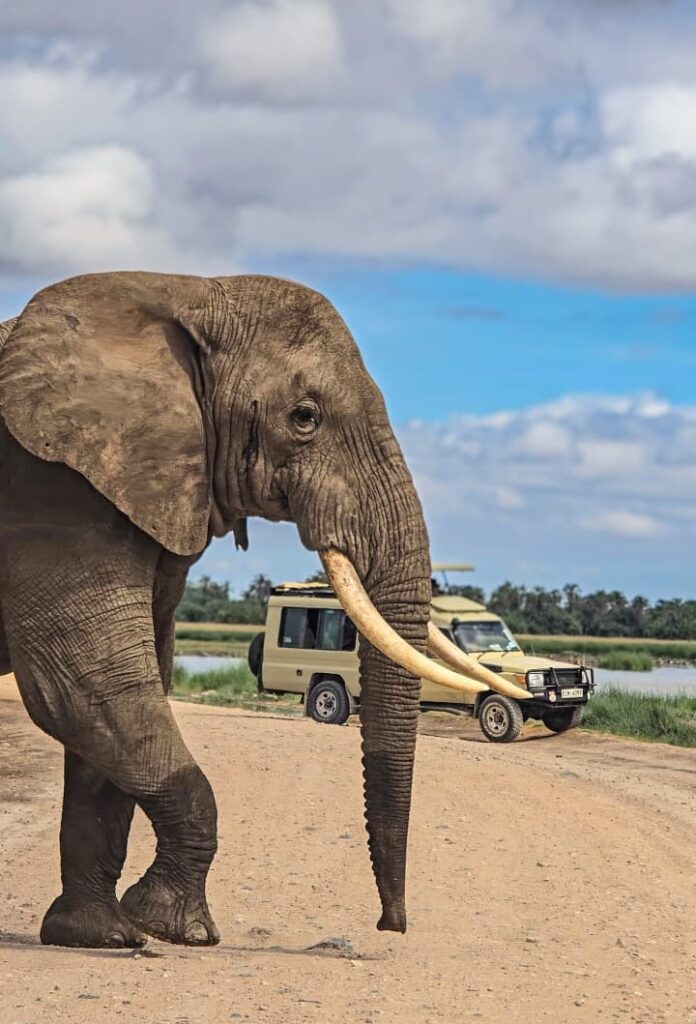 Kenya safari cost