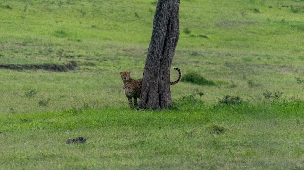 how to avoid the single supplement on a Kenya safari