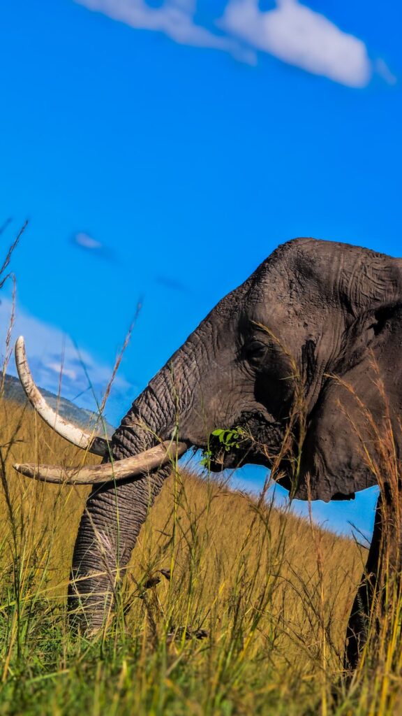Amboseli day trip cost