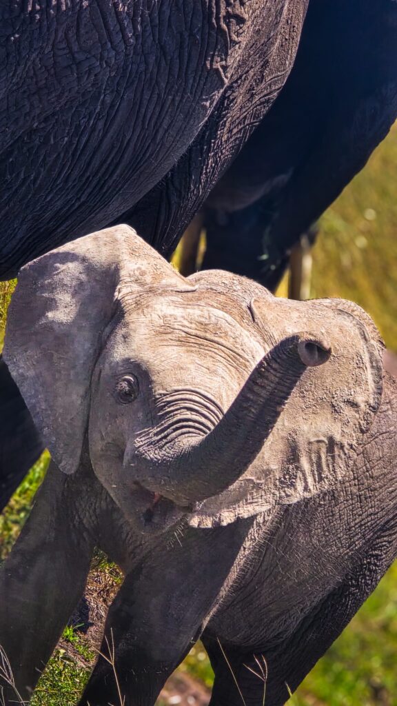 Kenya family safari packages
