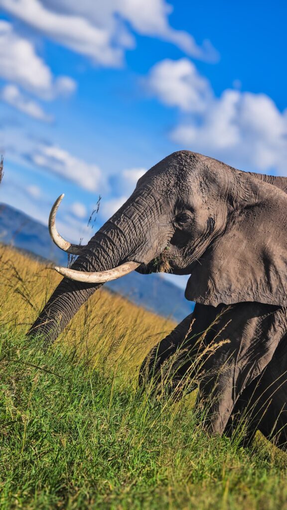 luxury safari Kenya cost