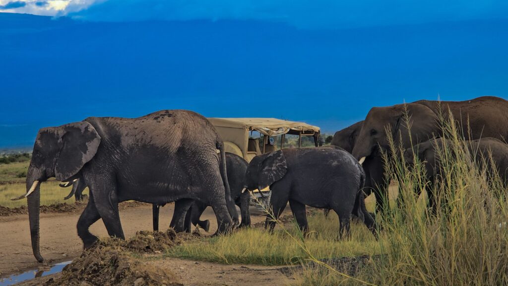 Amboseli day tour