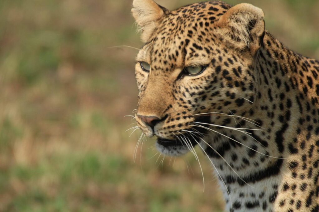 solo travel kenya