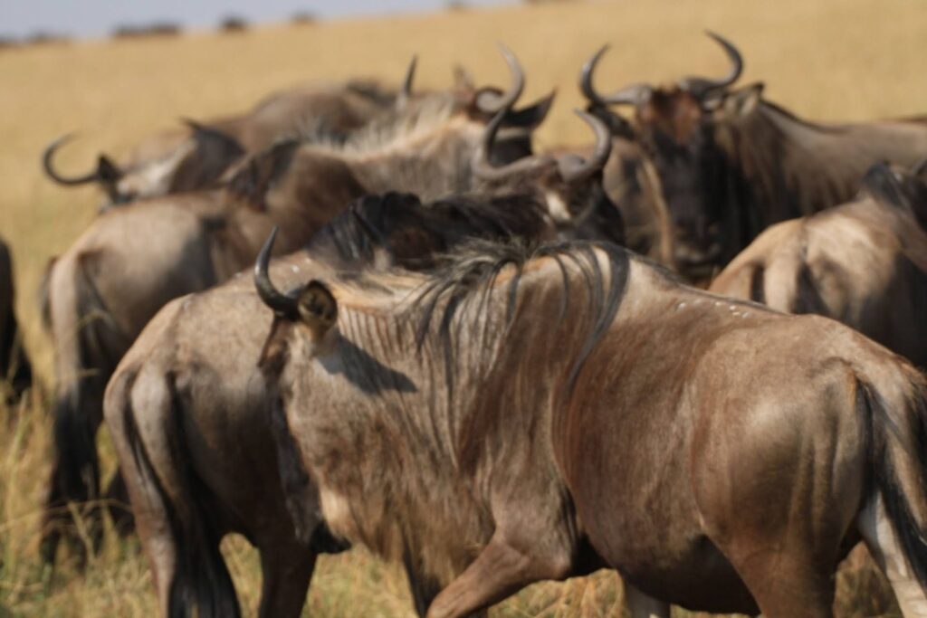 kenya safari for solo travellers