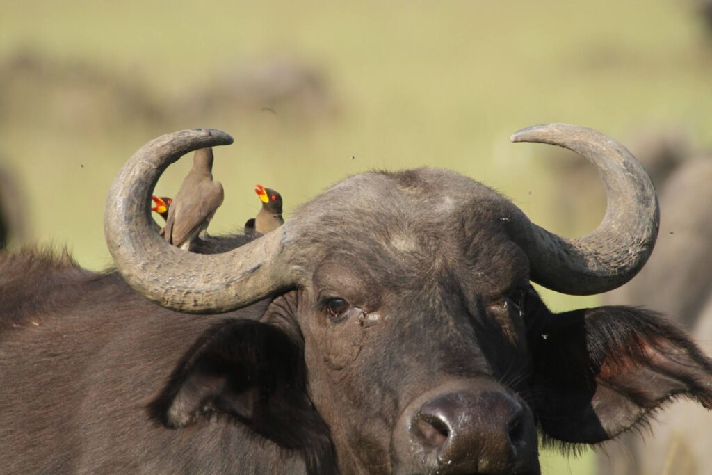 solo safari kenya