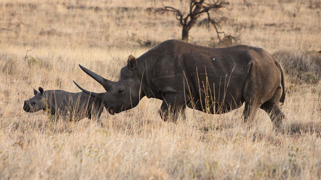 Laikipia luxury safari