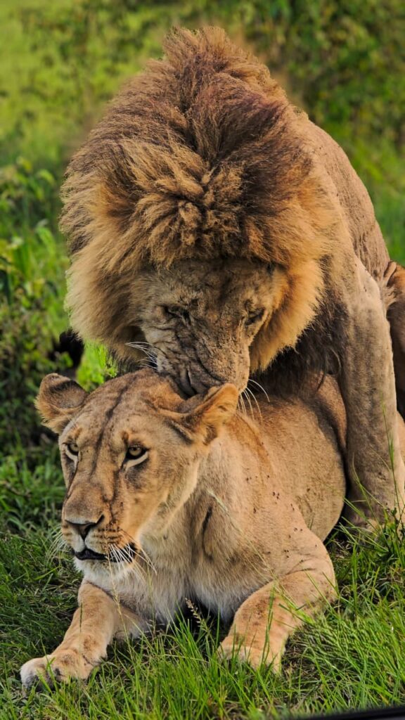 cheap Kenya safari 2027