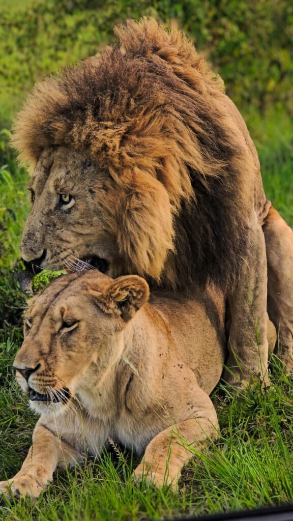 how much does a Kenya safari cost