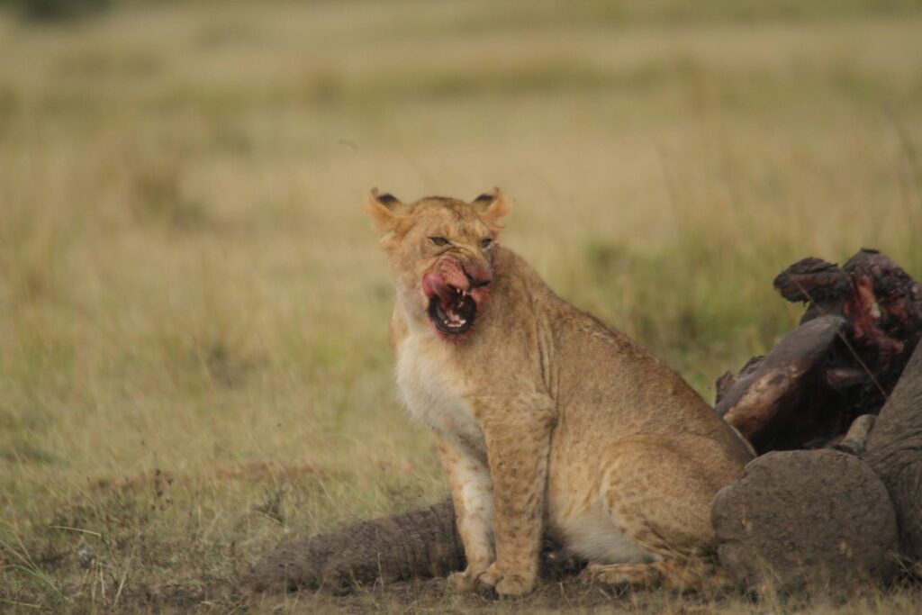 masai mara balloon flight
