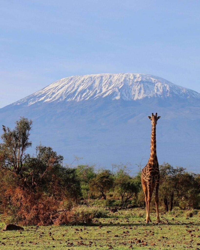 Kilimanjaro from Amboseli