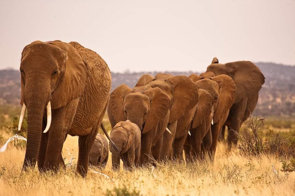 amboseli national park safari