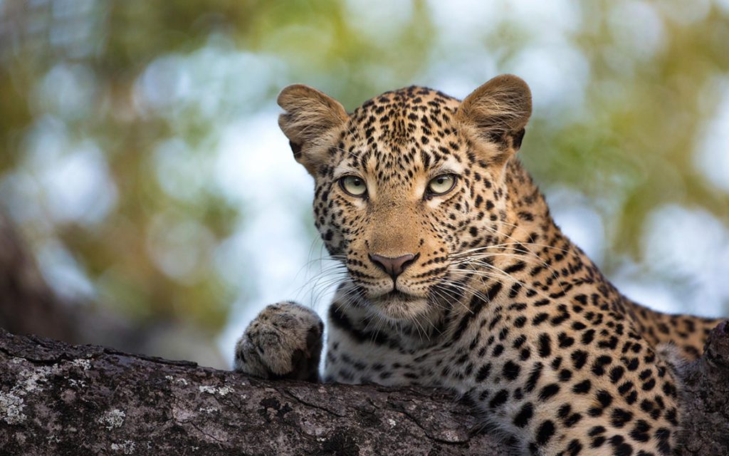 luxury safari cost kenya