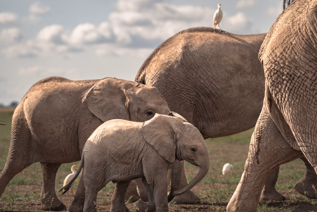 private luxury safari Kenya with a private vehicle